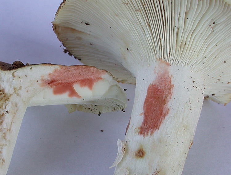 Russula  heterophylla